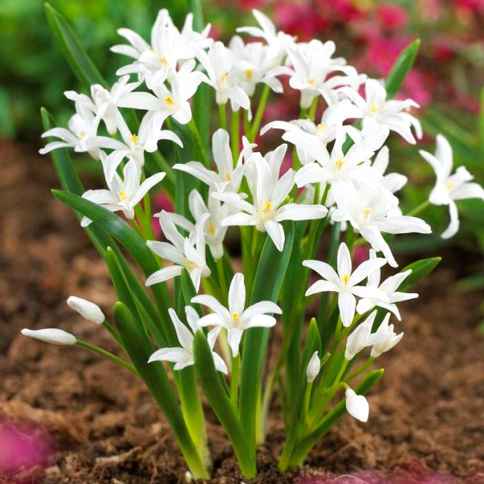 Превью изображения