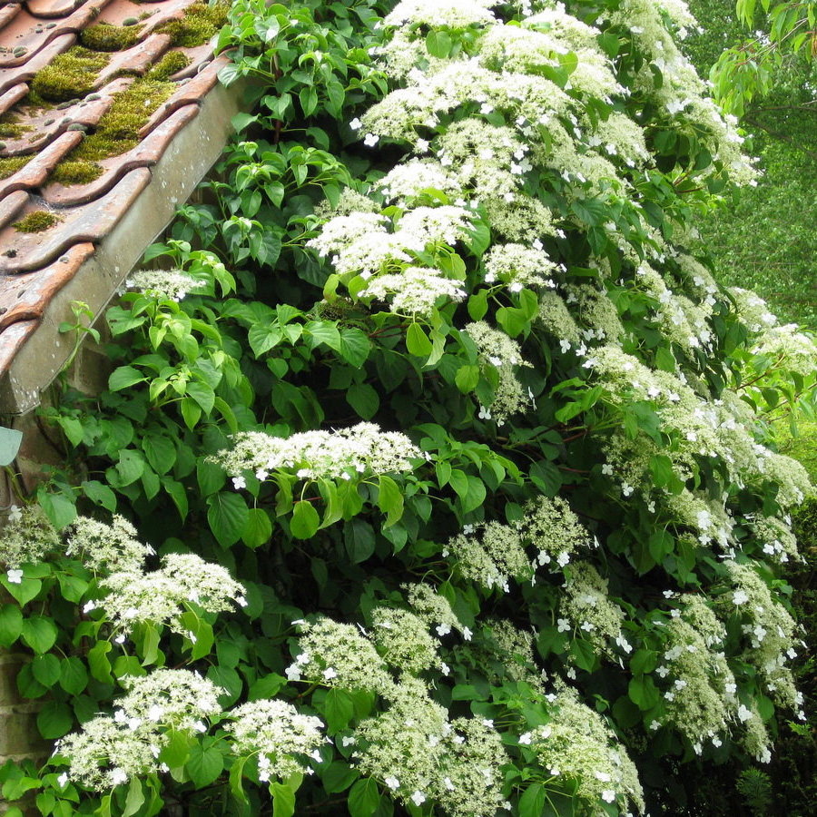 Превью изображения