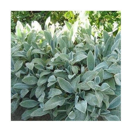 Превью изображения