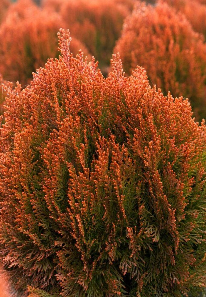 Превью изображения