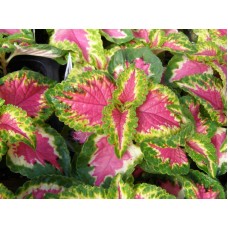 Превью изображения