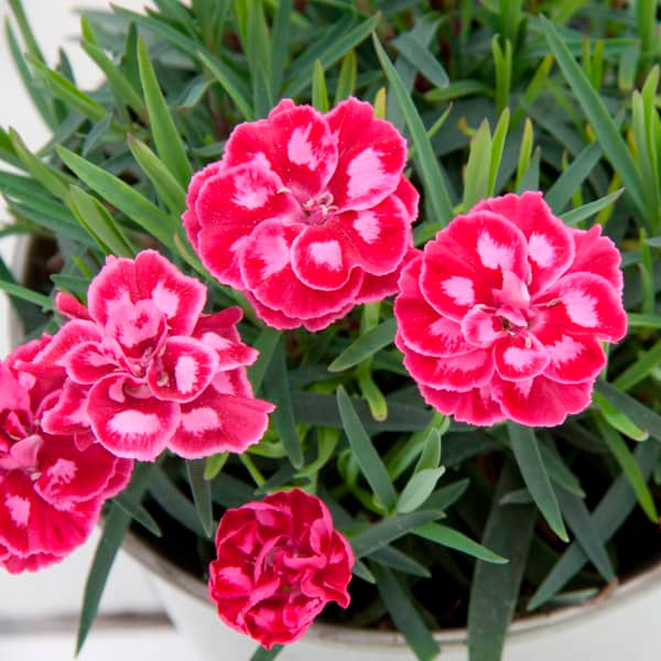 Превью изображения