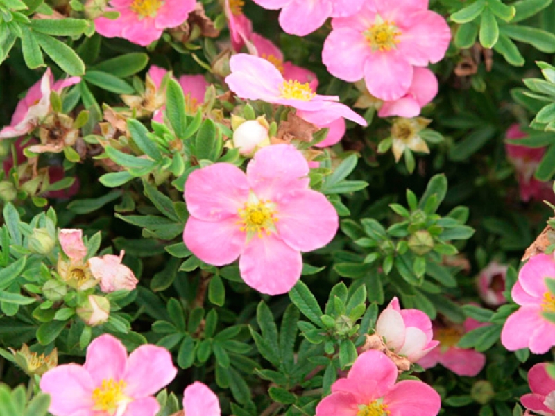 Превью изображения