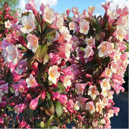 Превью изображения