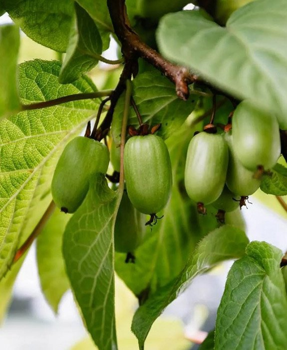 Превью изображения