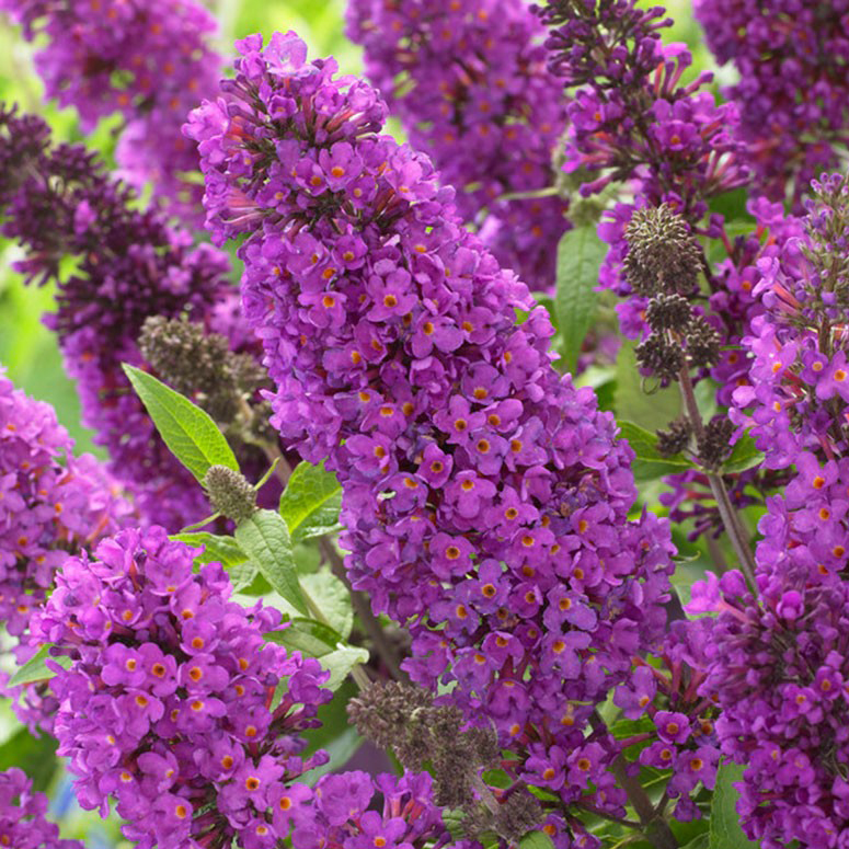 Превью изображения