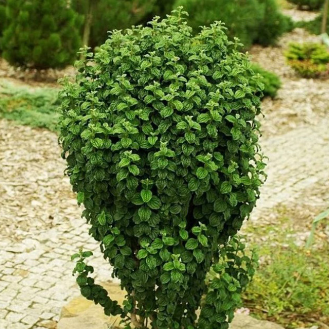 Превью изображения