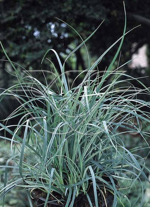 Превью изображения