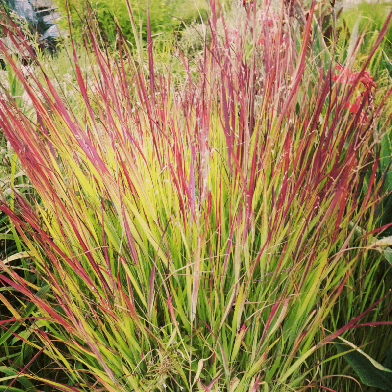 Превью изображения