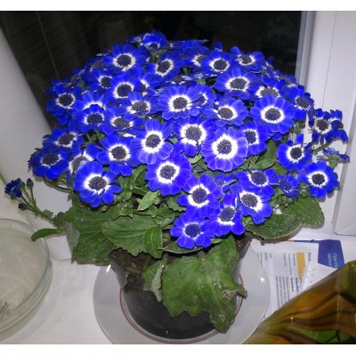 Превью изображения