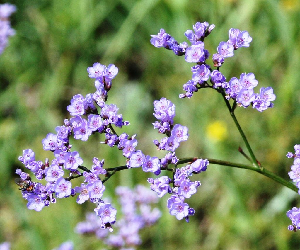 Превью изображения