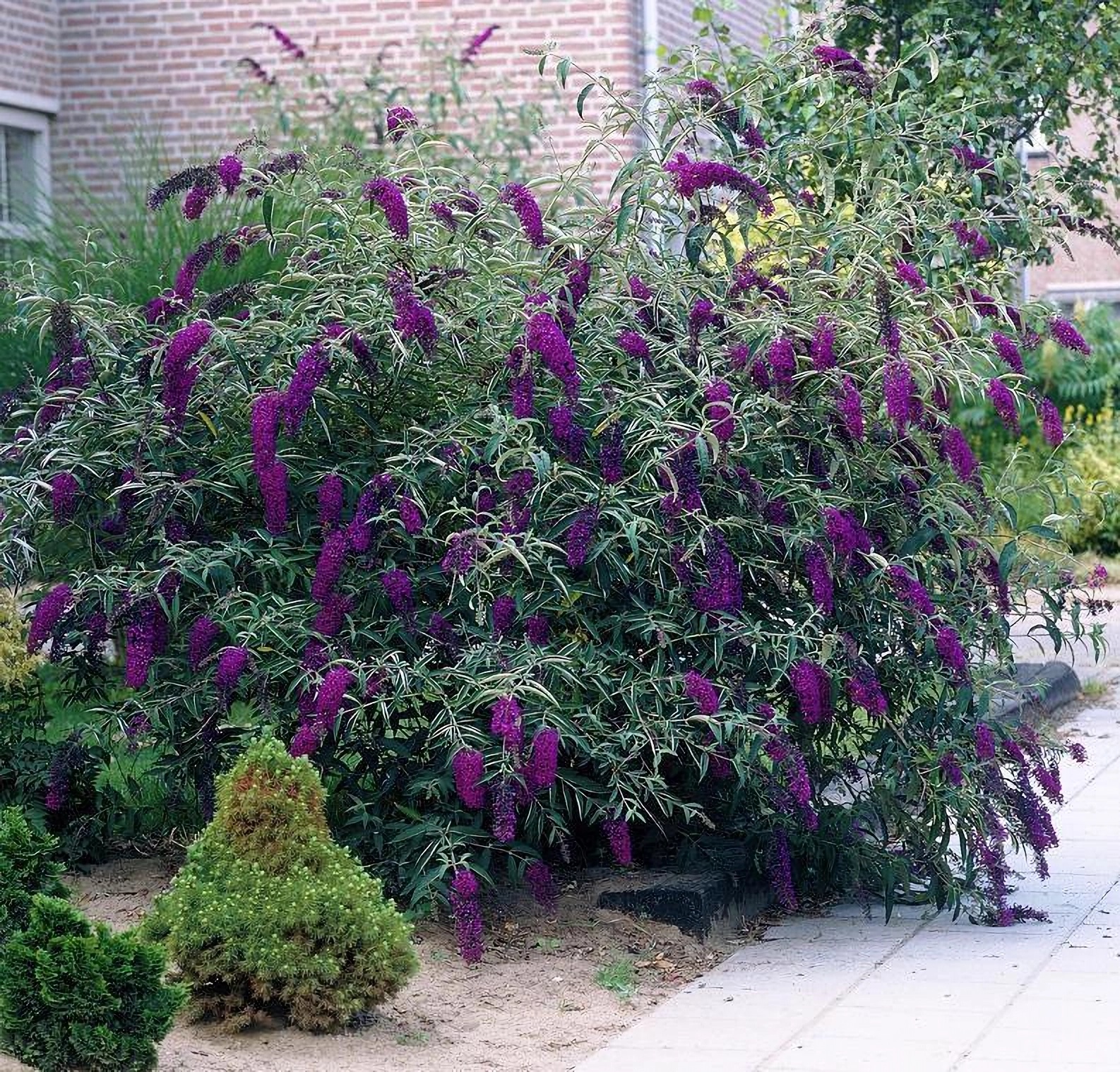 Превью изображения