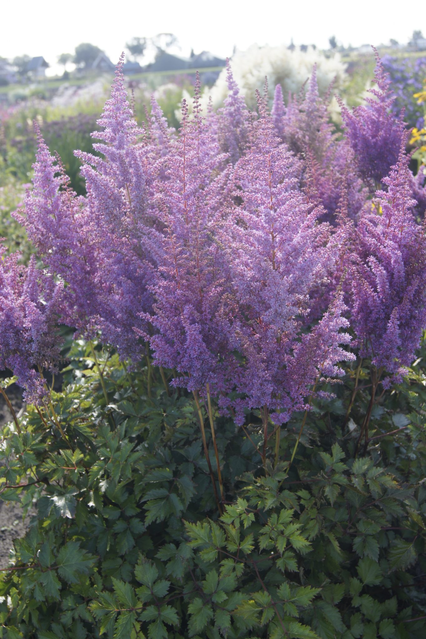 Превью изображения