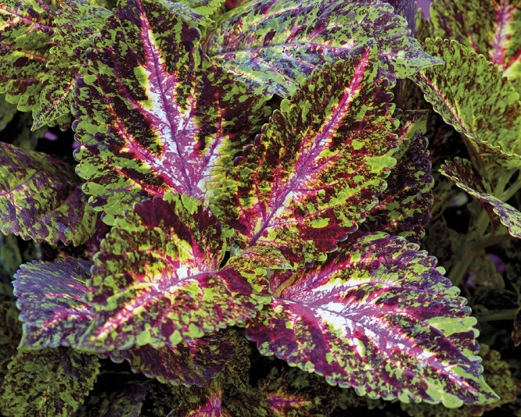 Превью изображения