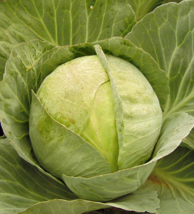 Превью изображения