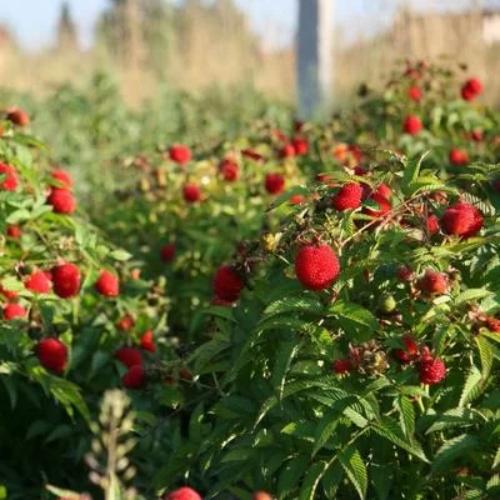 Превью изображения