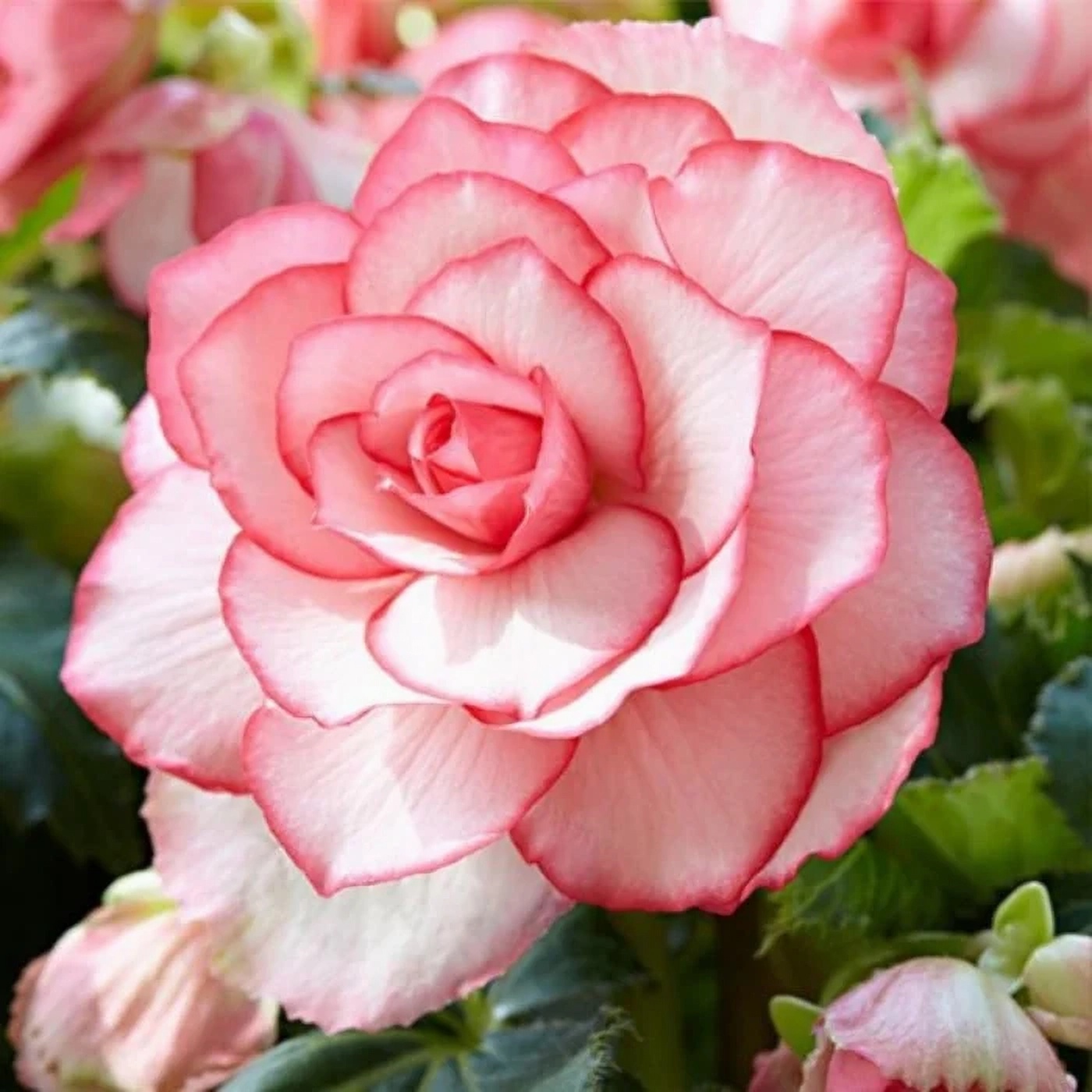 Превью изображения