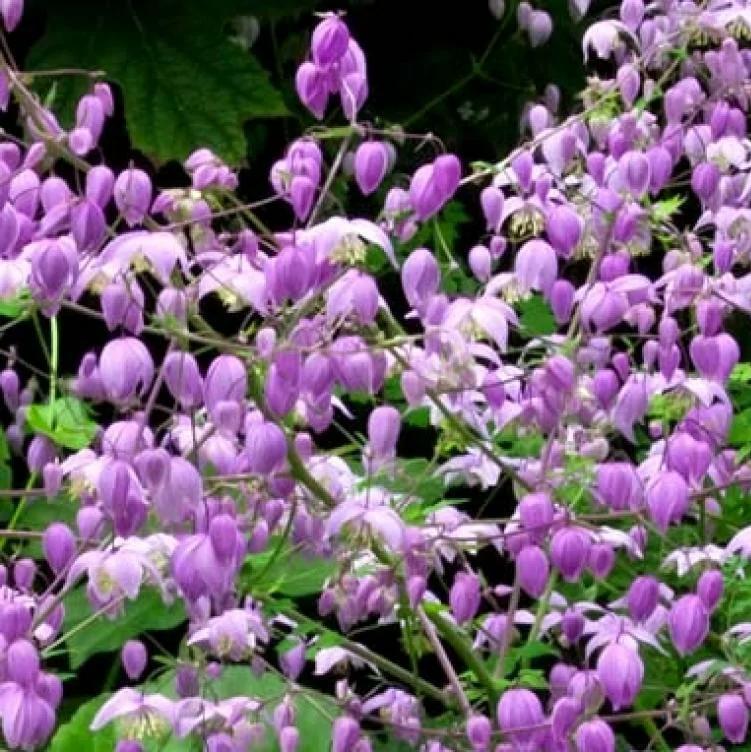 Превью изображения