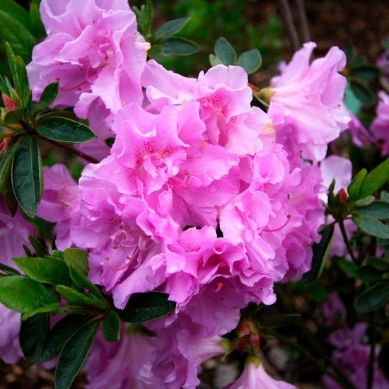 Превью изображения