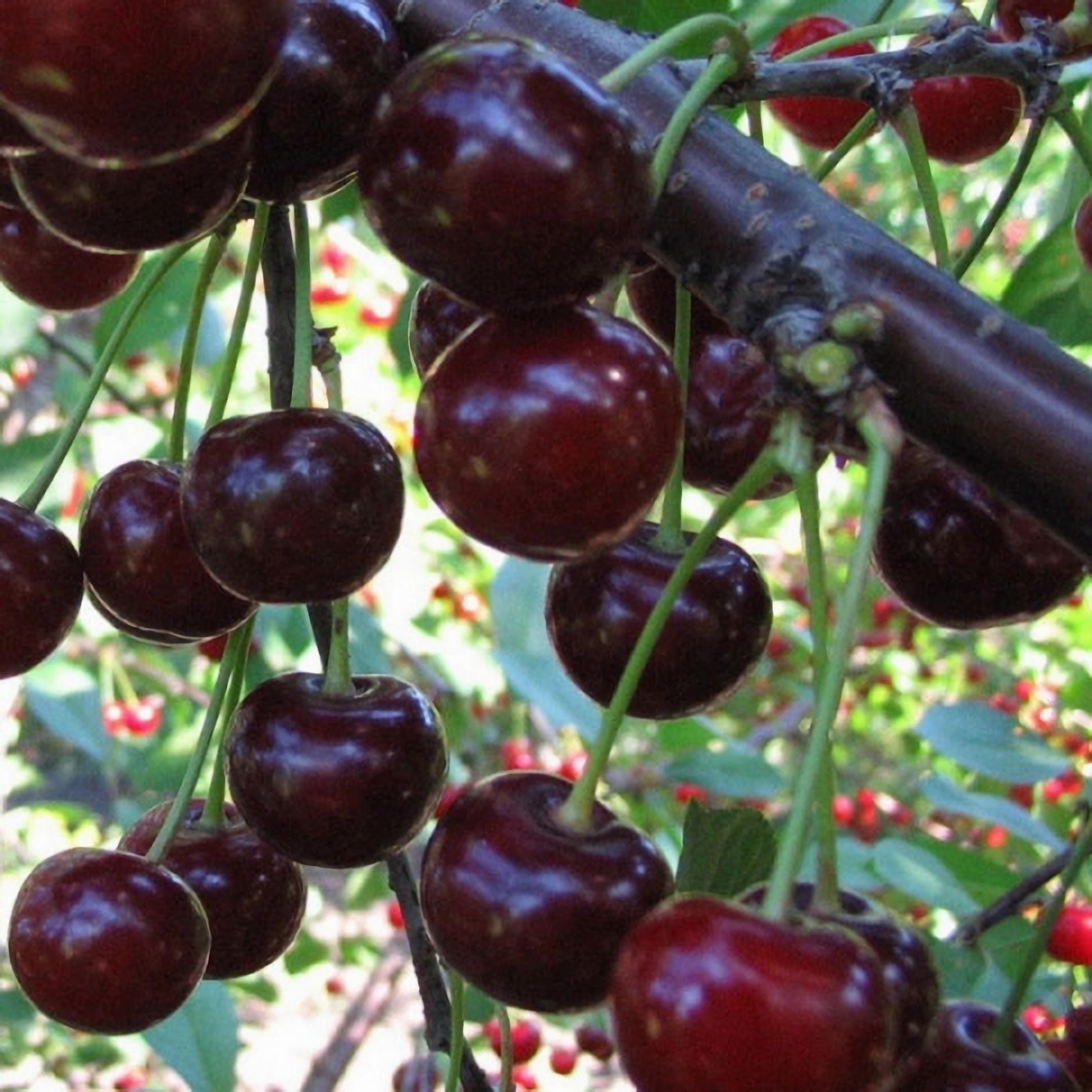 Превью изображения