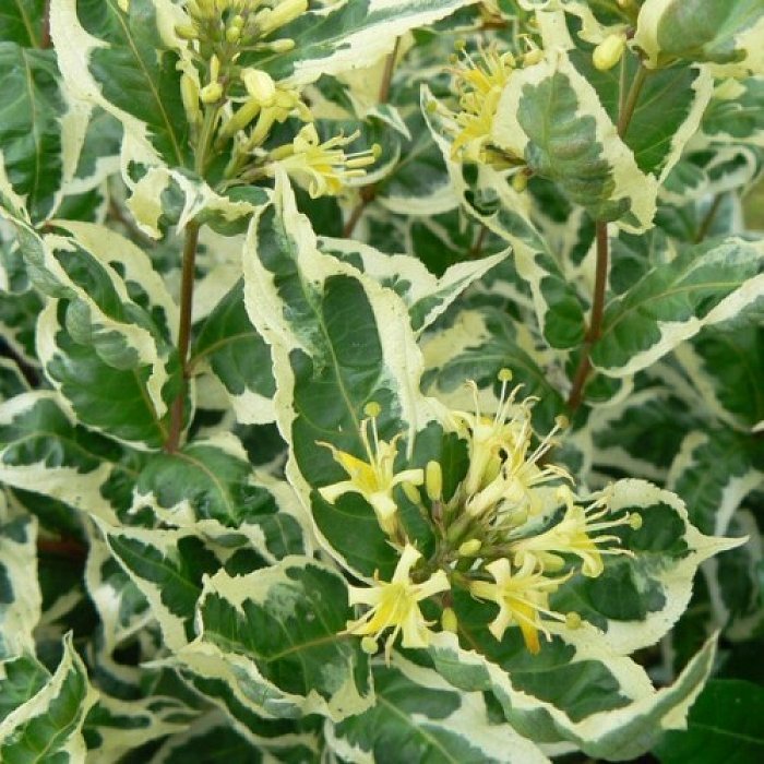 Превью изображения