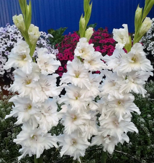 Превью изображения