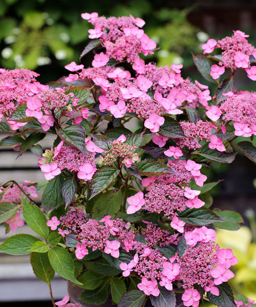 Превью изображения