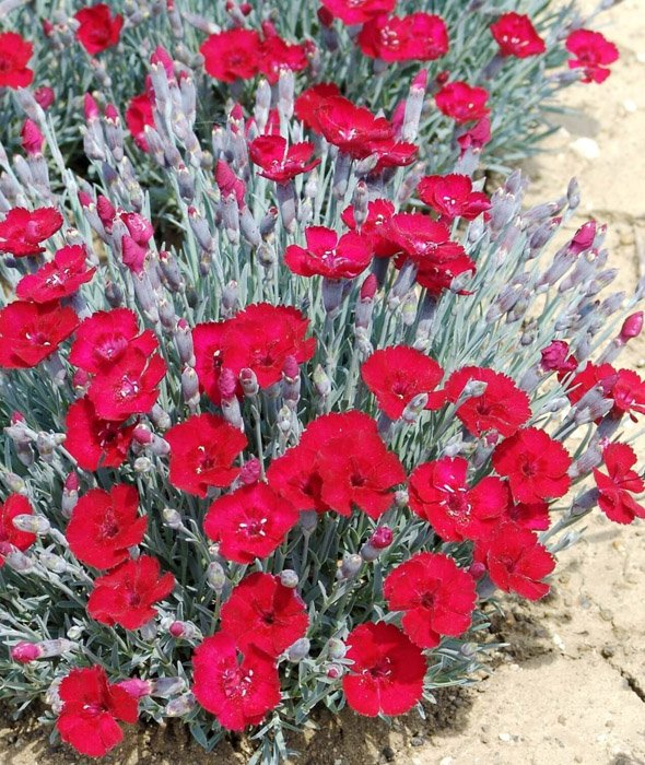 Превью изображения