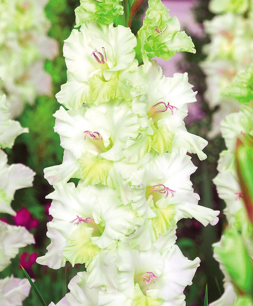 Превью изображения