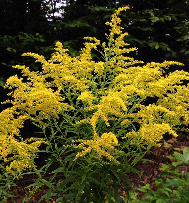 Превью изображения