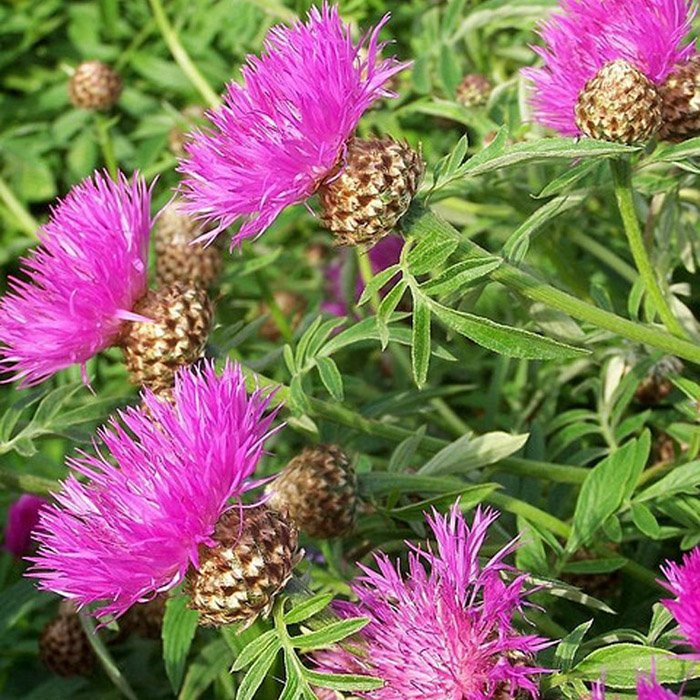 Превью изображения