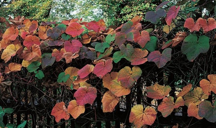 Превью изображения