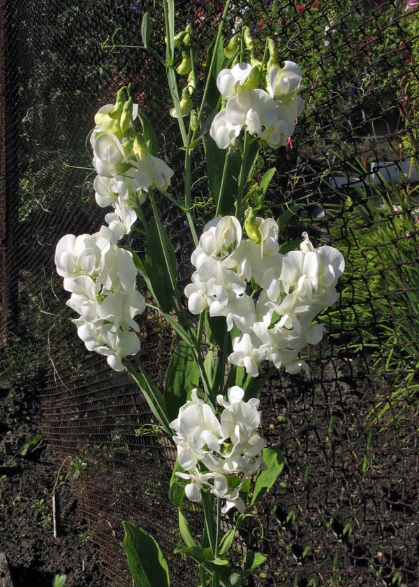 Превью изображения