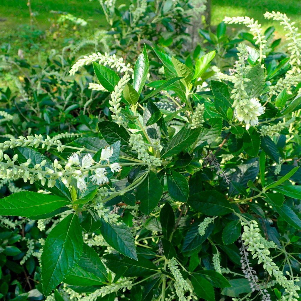 Превью изображения