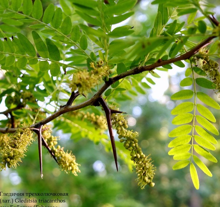 Превью изображения