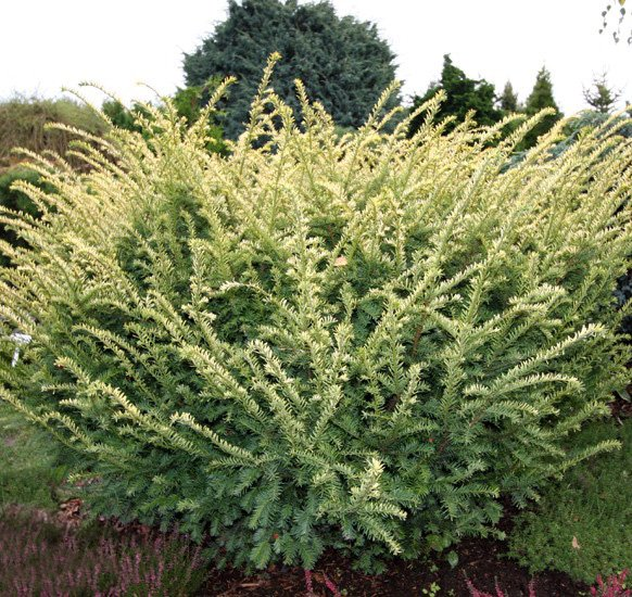 Превью изображения