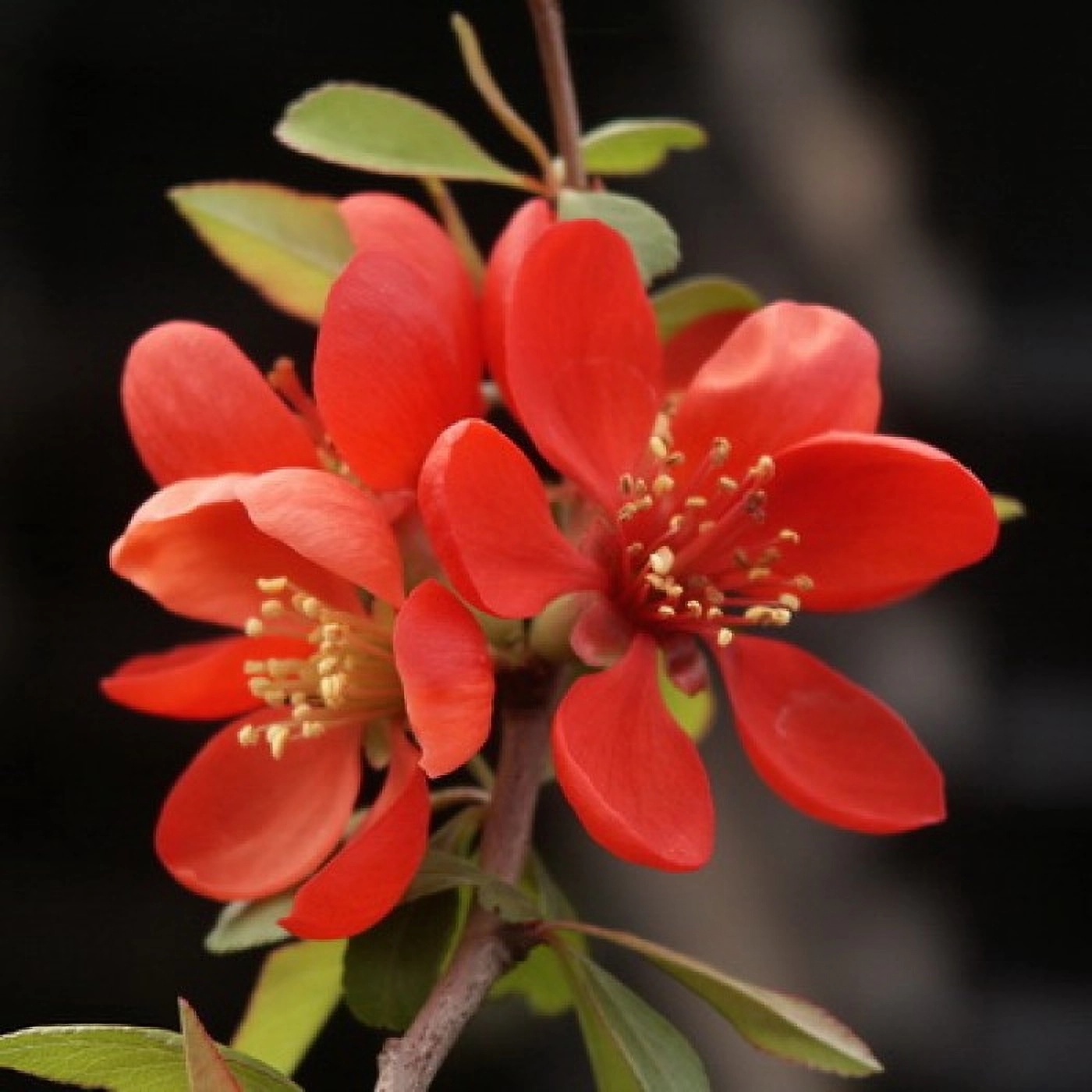 Превью изображения