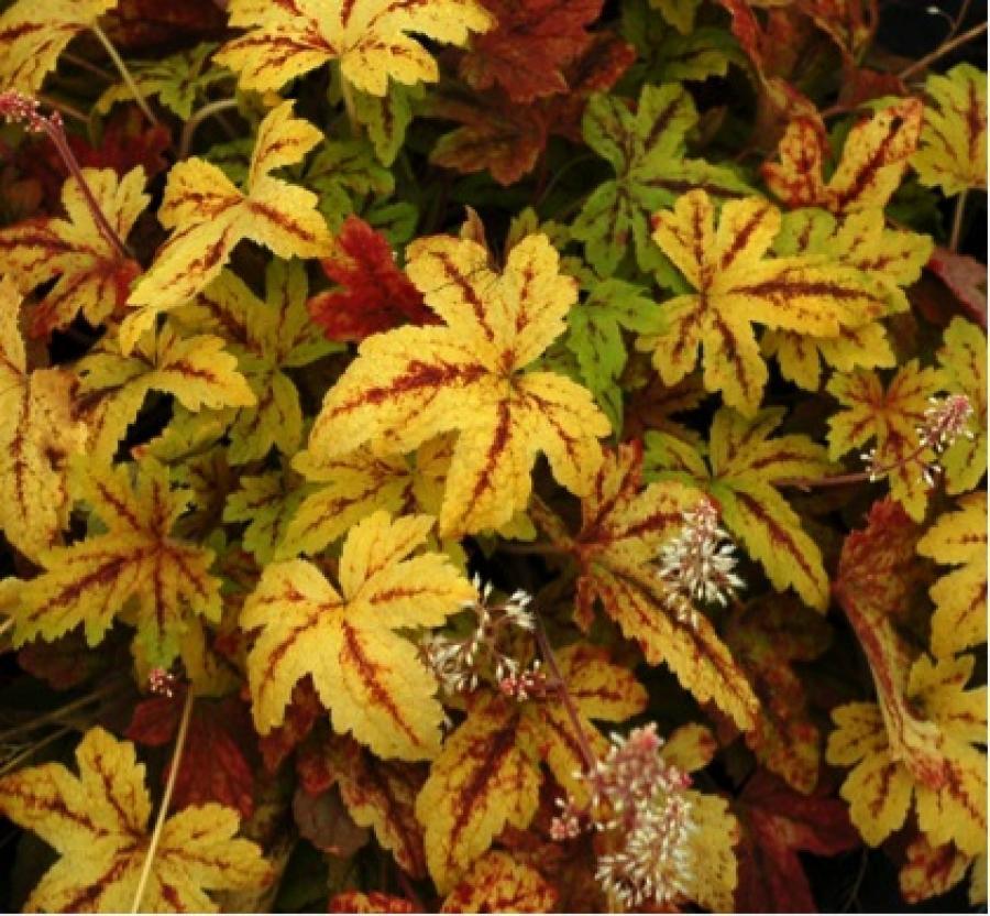 Превью изображения