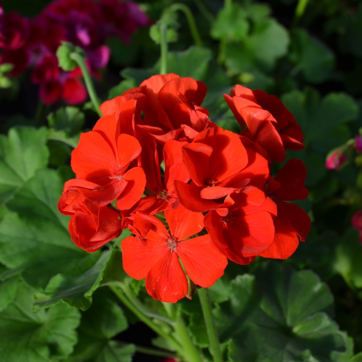 Превью изображения