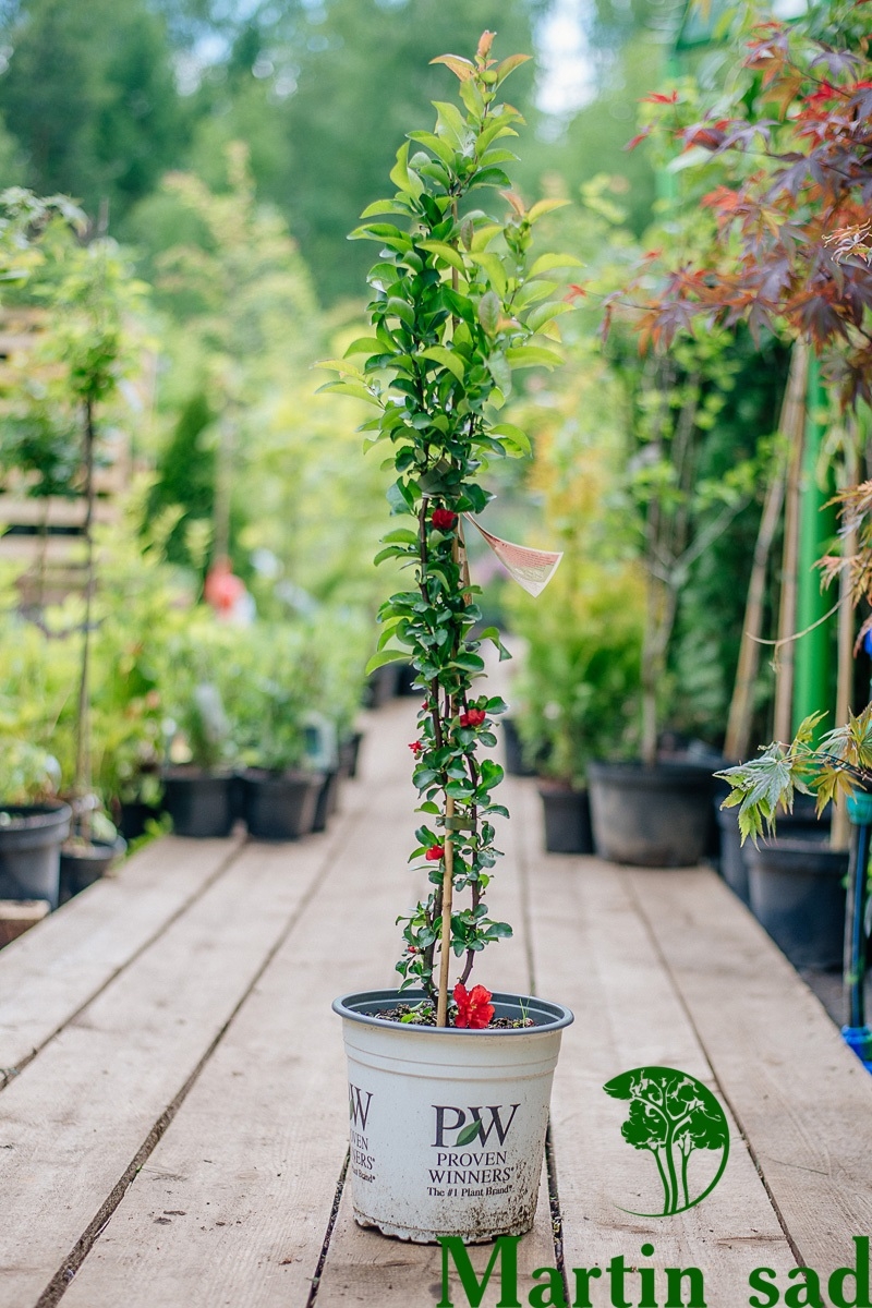 Превью изображения