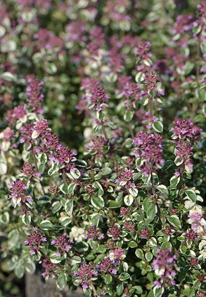 Превью изображения