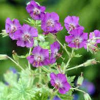 Превью изображения