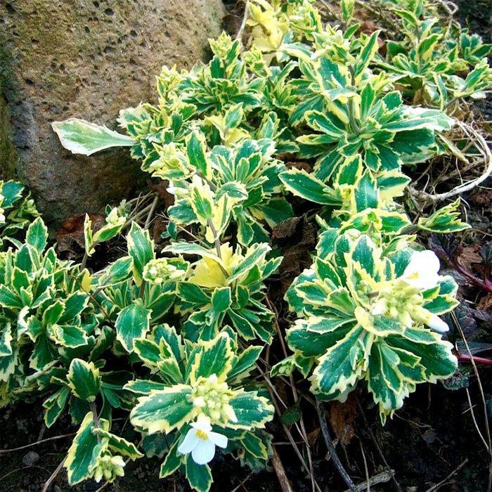 Превью изображения