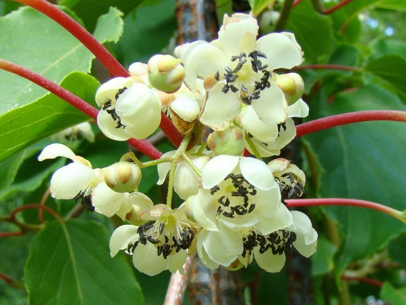 Превью изображения