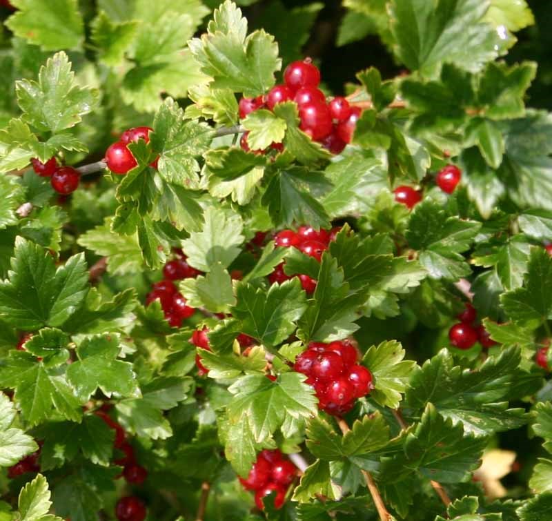 Превью изображения