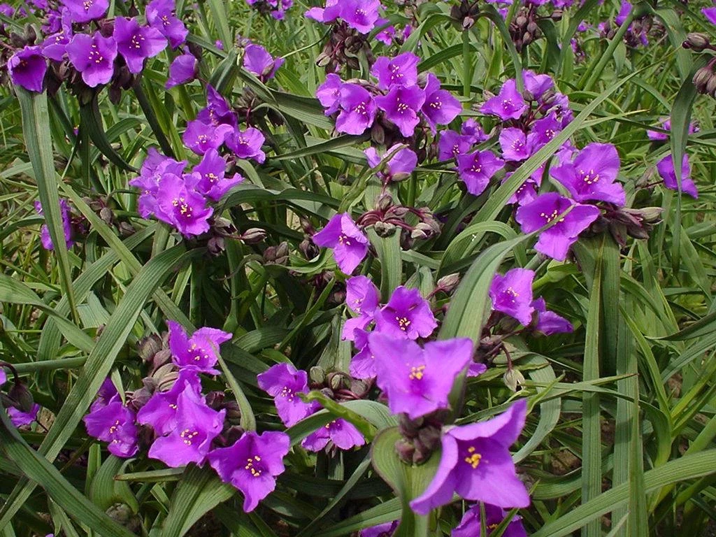 Превью изображения