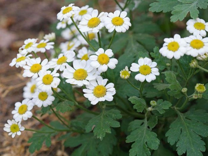 Превью изображения