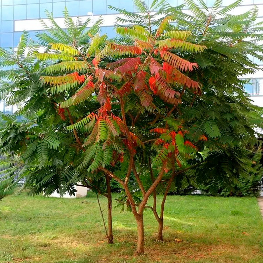 Превью изображения