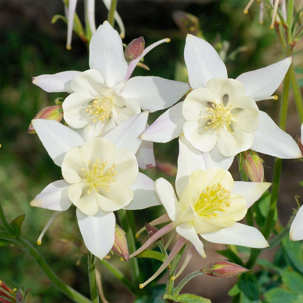 Превью изображения