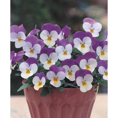 Превью изображения